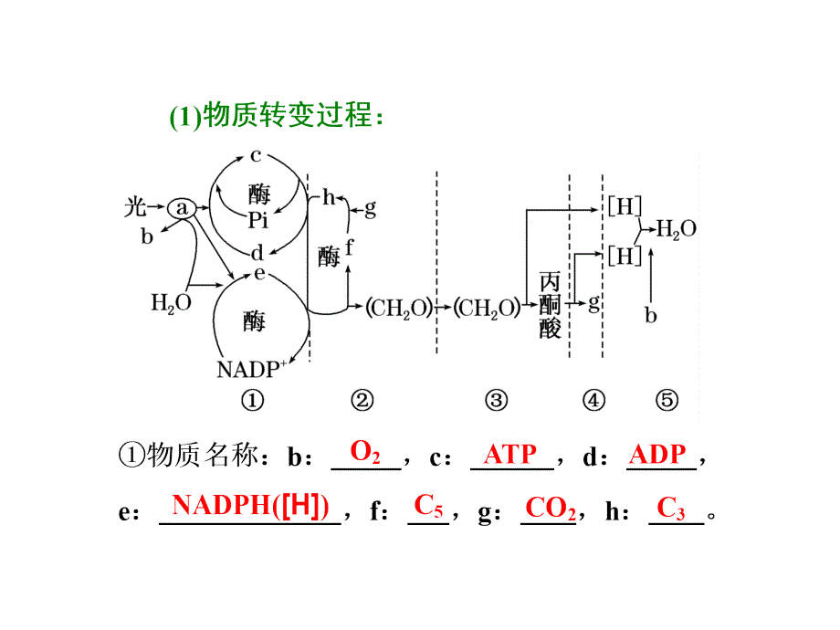 粤东名校张静中学高考生物得分题 (10)_第4页