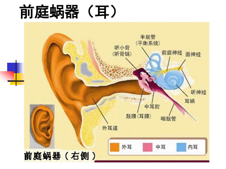 8第八章感觉器官前庭蜗器1_第2页