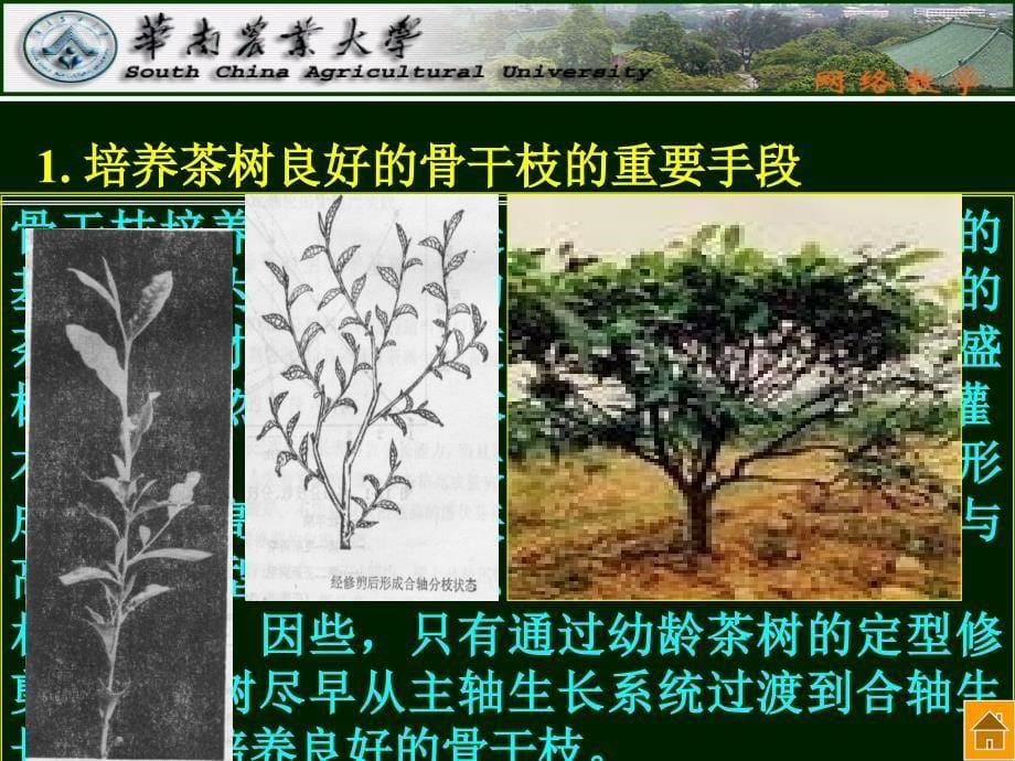 第十章茶树修剪教学提纲_第5页