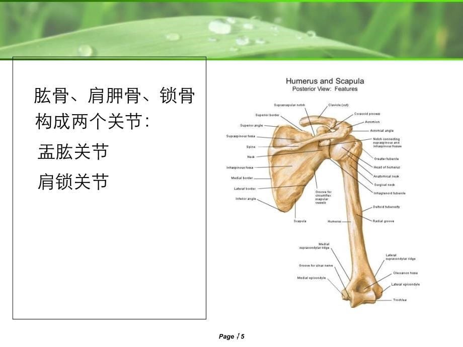 《肩关节MRI解剖》PPT课件_第5页