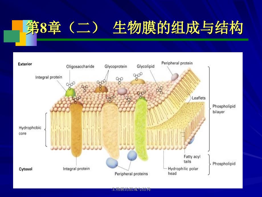 生物膜的组成与结构课件_第1页