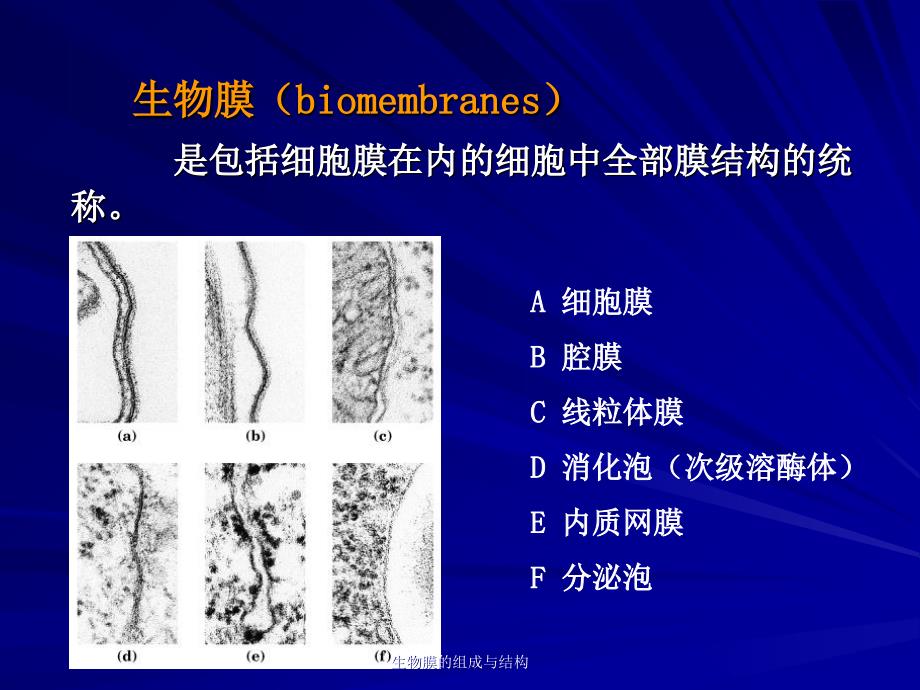 生物膜的组成与结构课件_第4页