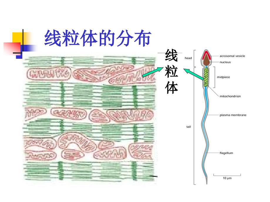 细胞生物学：第六章 线粒体胡_第4页