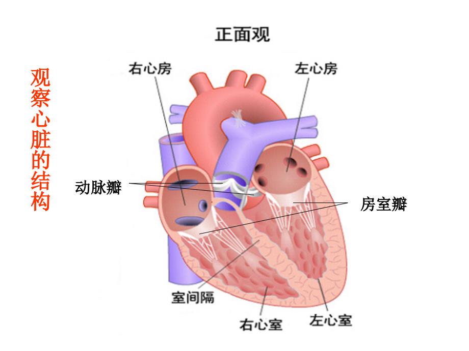 5物质运输的路线_第1页