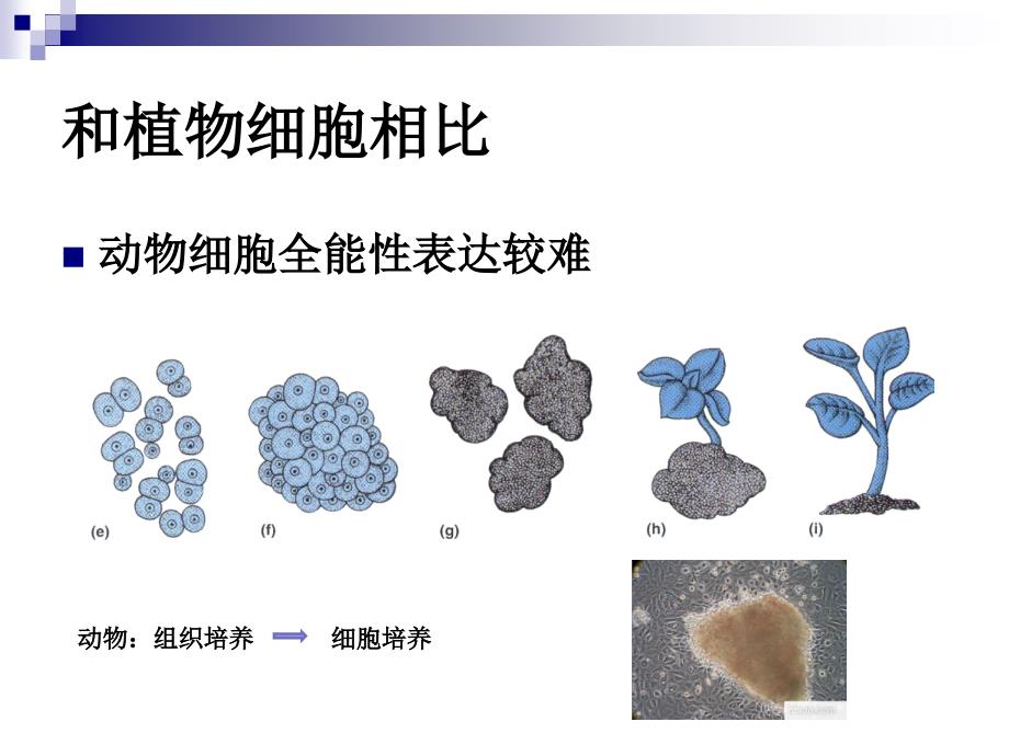 体外培养的癌细胞的观察和传代培养_第4页