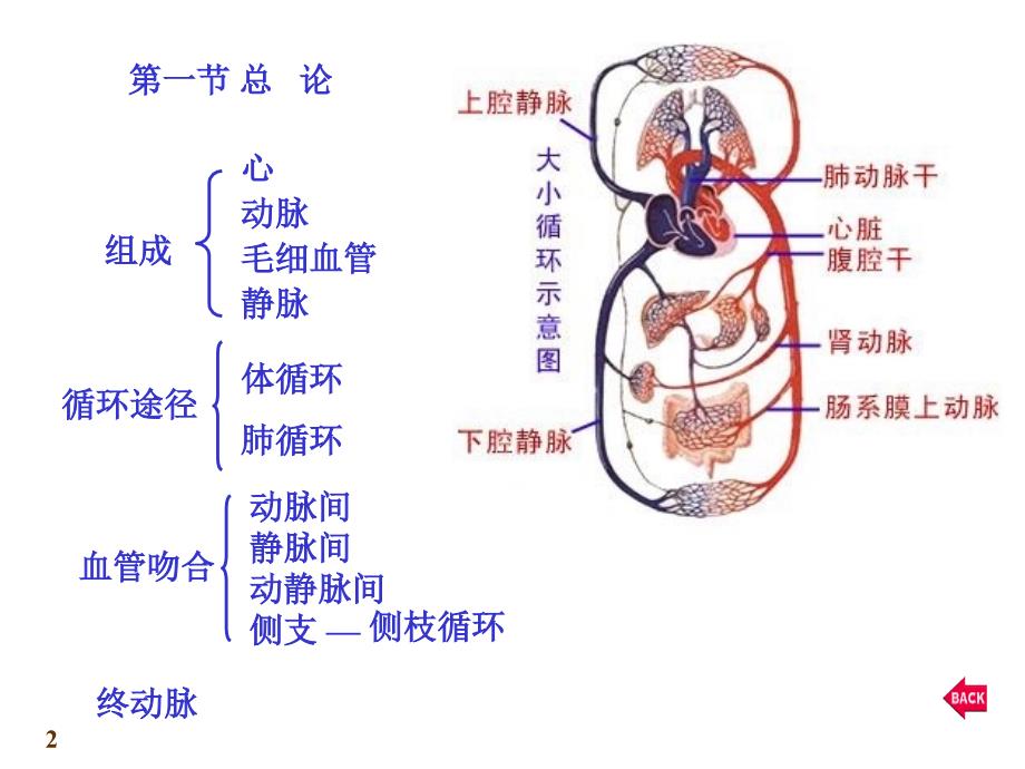 心血管系统心脏PPT课件_第2页