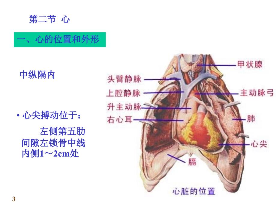 心血管系统心脏PPT课件_第3页