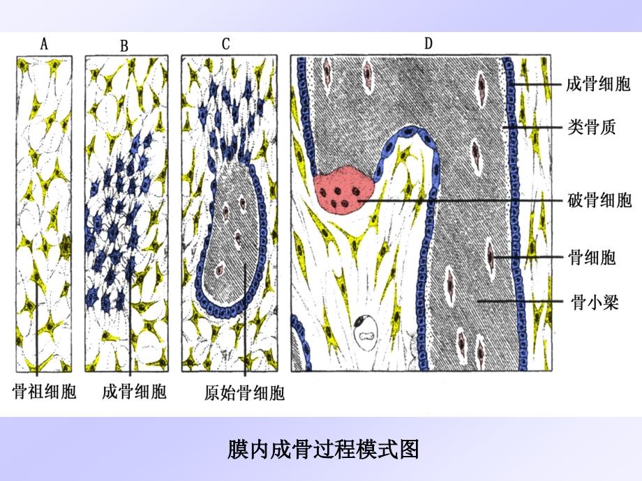 骨的发生教学课件_第4页