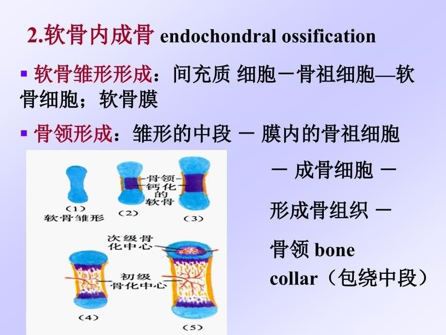 骨的发生教学课件_第5页