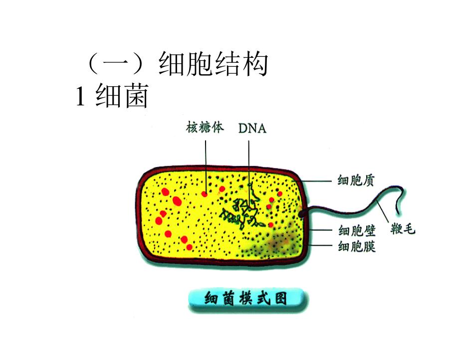 第2章细胞工程_第4页