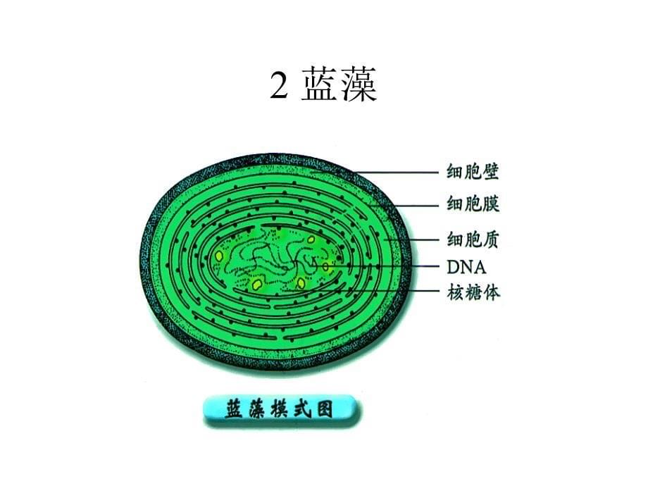 第2章细胞工程_第5页