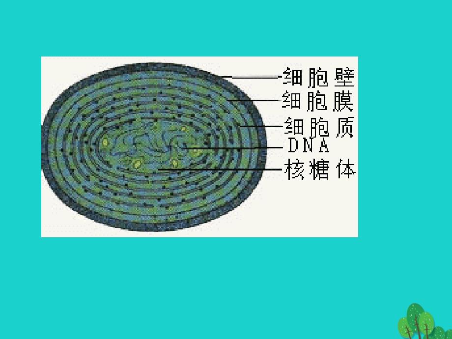 高中生物第一册第3章生命的结构基次件1沪科版_第3页