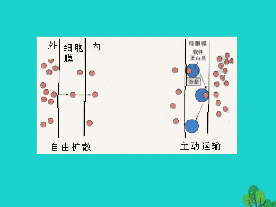 高中生物第一册第3章生命的结构基次件1沪科版_第4页