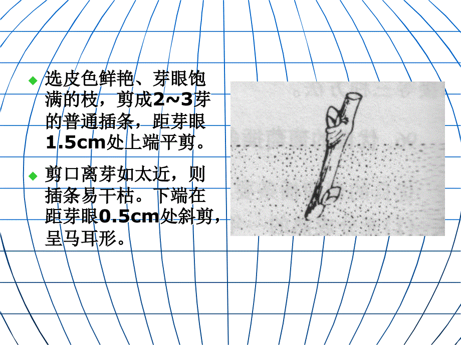 葡萄病虫害防治技术_第3页