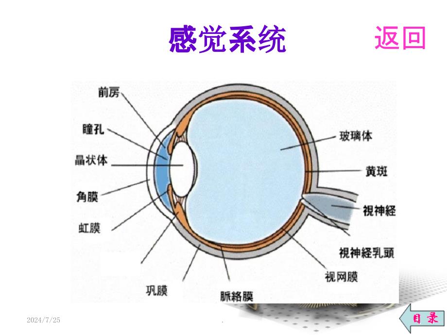 近视眼及激光治疗手术PPT课件1_第2页