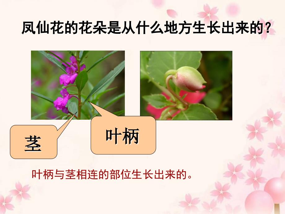 教科版三年级科学下册 开花了 课件_第3页