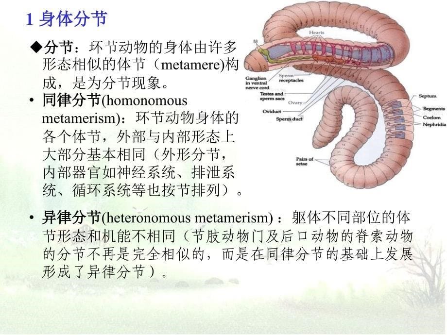 第8章环节动物门_第5页