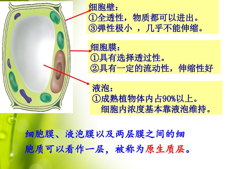 植物细胞质壁分离与复原观察.ppt_第4页