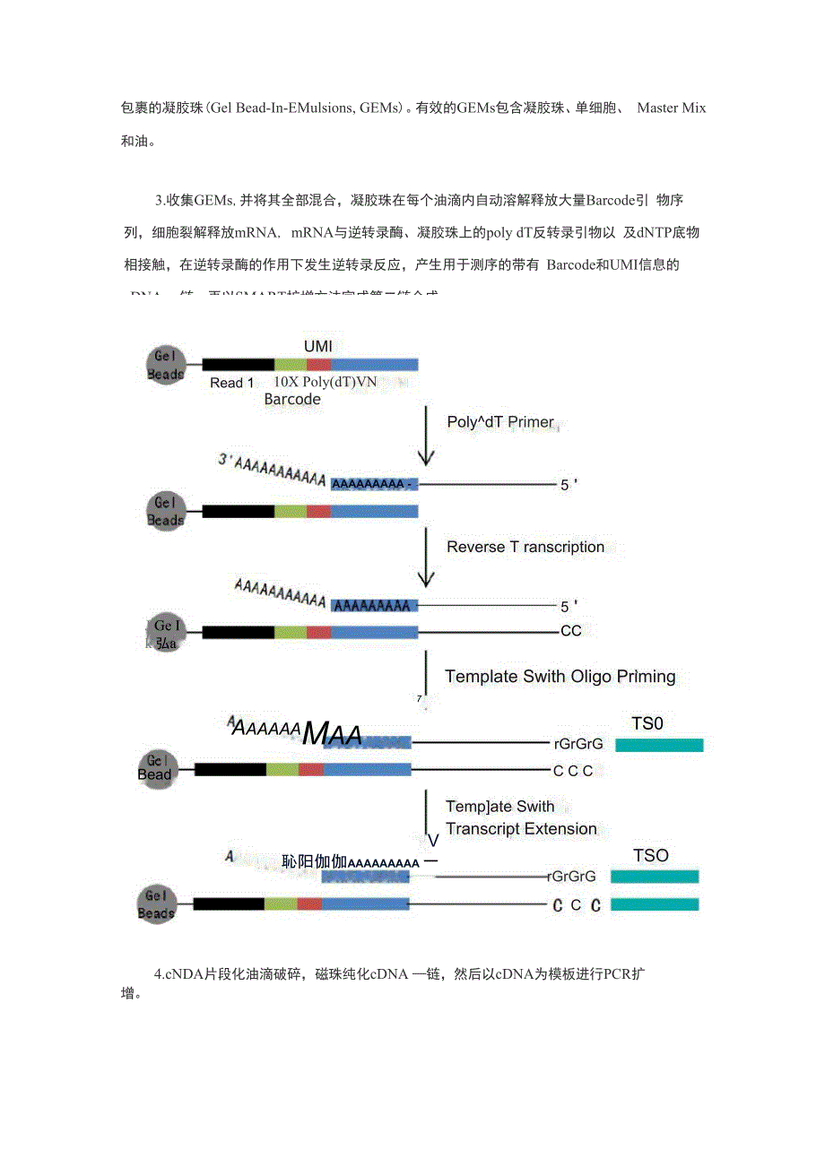 10&amp;amp#215;Genomics单细胞转录组测序技术_第3页