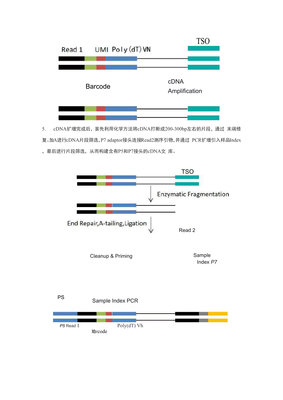 10&amp;amp#215;Genomics单细胞转录组测序技术_第4页