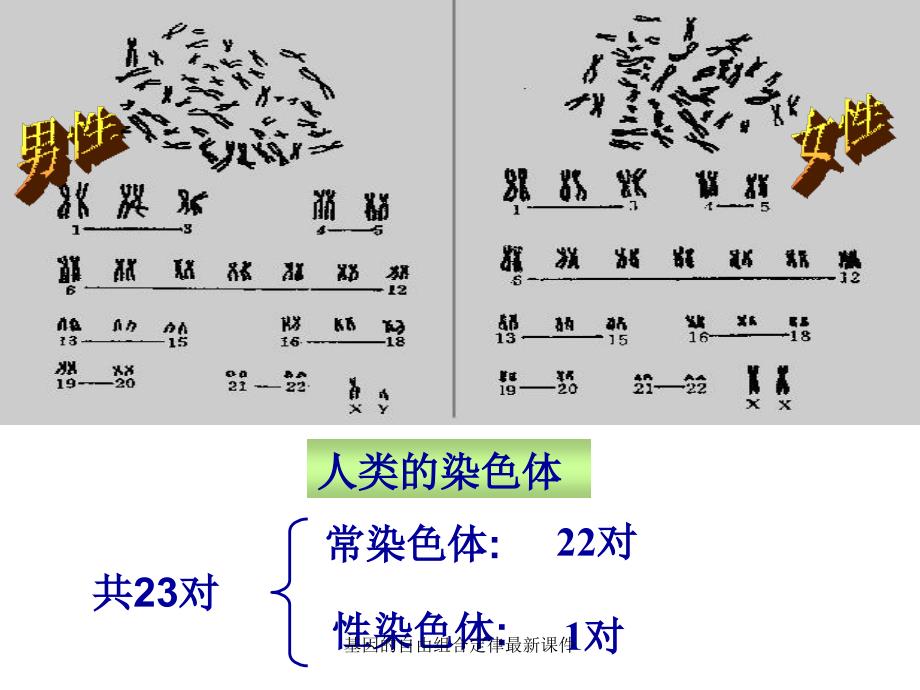 基因的自由组合定律最新课件_第4页