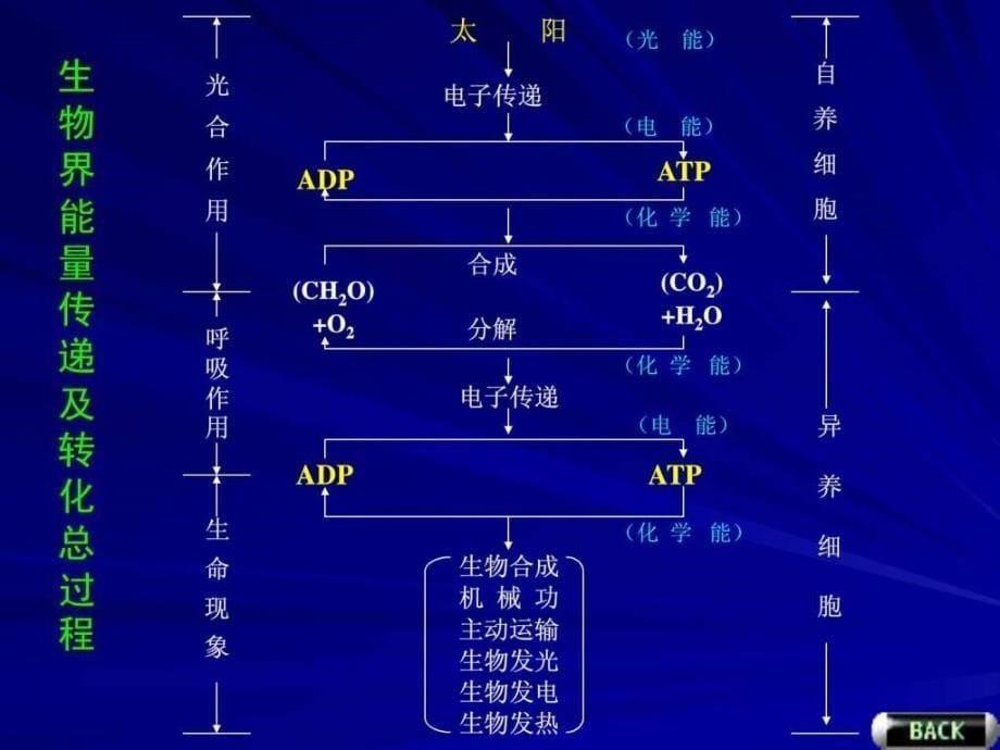 代谢引论和生物氧化_第5页