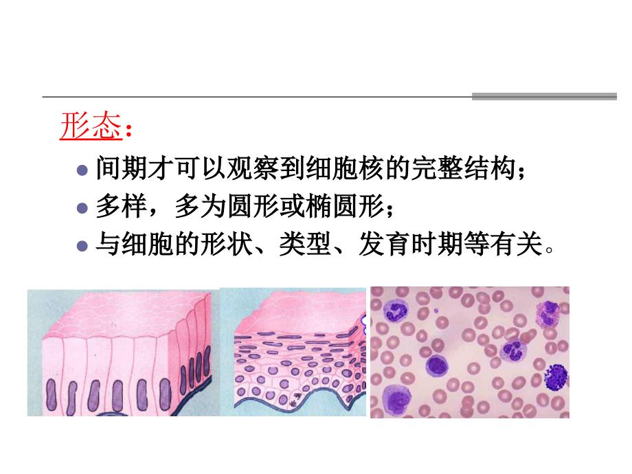 医学细胞生物学课件细胞核_第3页