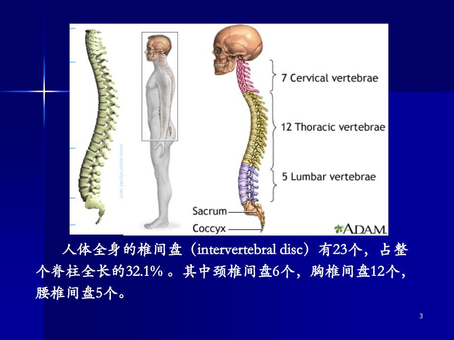 腰突症诊治新进展(8月版)_第3页