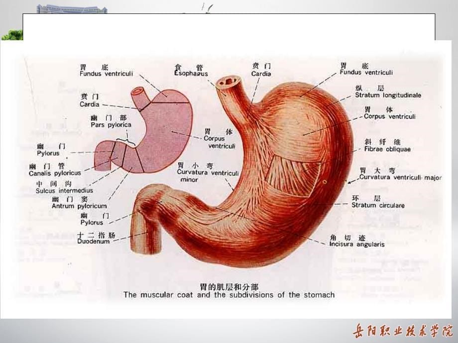 外科护理学-胃十二指肠溃疡患者的护理PPT精品文档_第5页