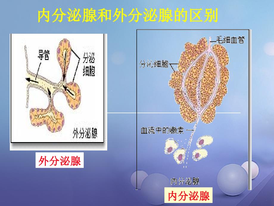 七年级生物下册 6.4 激素调节 （新版）新人教版_第3页