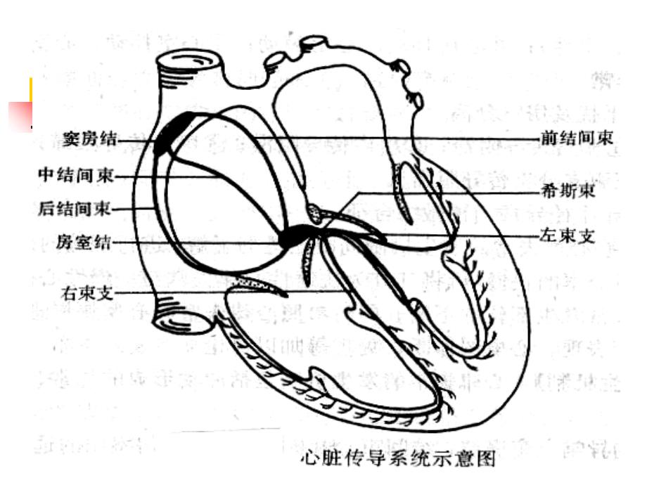 第三篇第三章心律失常PPT文档资料_第3页