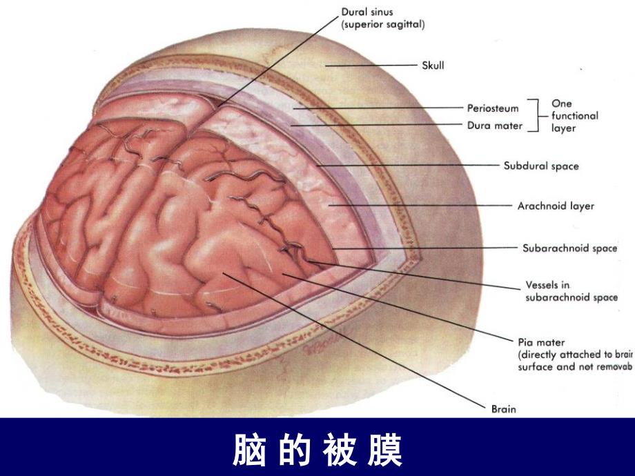 头部断层解剖学人体断层解剖学课件04_第4页