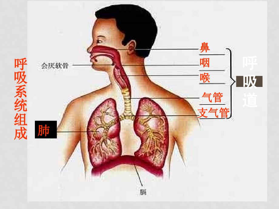 七年级生物下册 第四单元第三章第一节呼吸道对空气的处理课件人教版_第2页