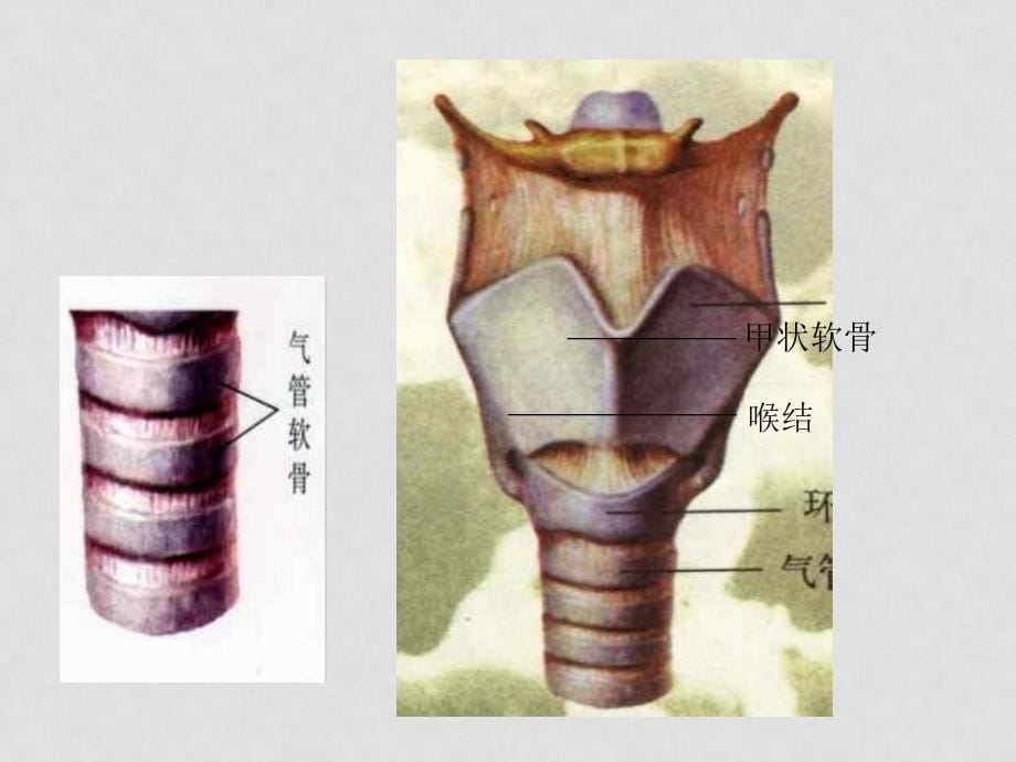 七年级生物下册 第四单元第三章第一节呼吸道对空气的处理课件人教版_第5页