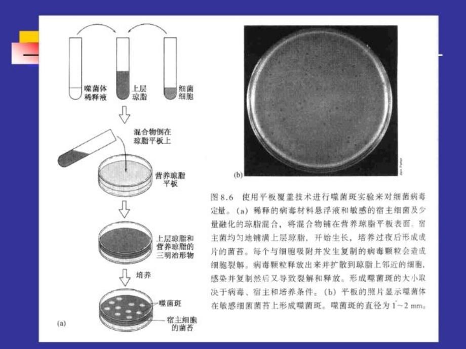 最新噬菌体效价的测定在菌苔上逐步形成的噬菌体群体由于其幻灯片_第4页