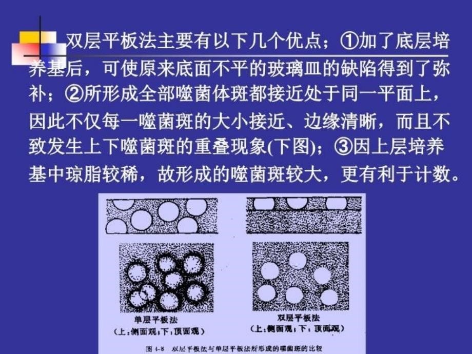 最新噬菌体效价的测定在菌苔上逐步形成的噬菌体群体由于其幻灯片_第5页