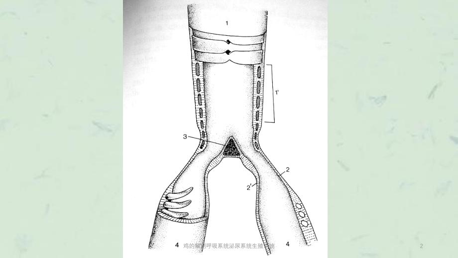 鸡的解剖呼吸系统泌尿系统生殖系统课件_第2页