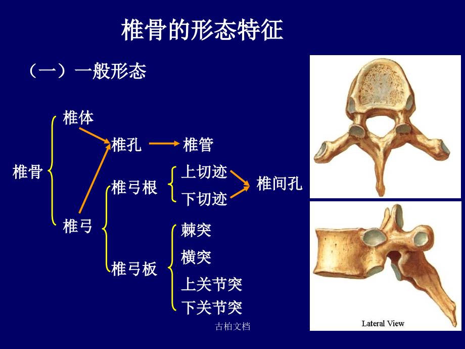 脊柱区断层解剖--简[行业优课]_第3页