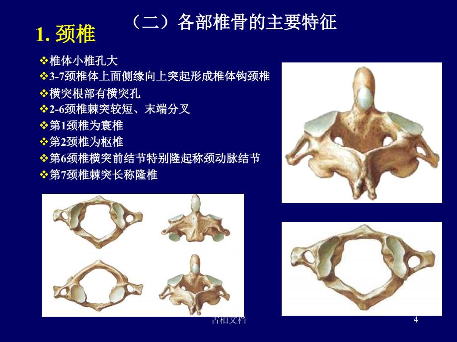 脊柱区断层解剖--简[行业优课]_第4页