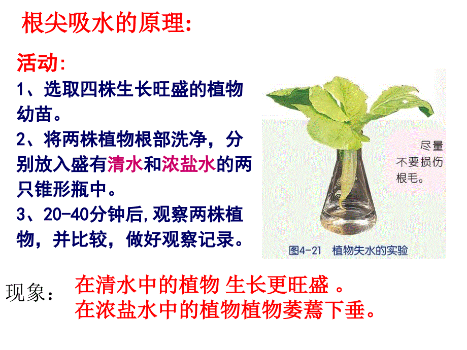 植物的根与物质的吸收_第2页