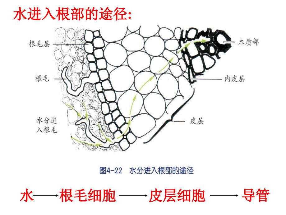 植物的根与物质的吸收_第4页