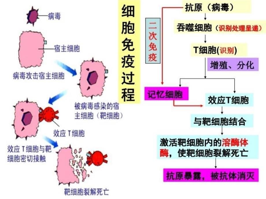 体液免疫与细胞免疫中图版40918说课讲解_第5页