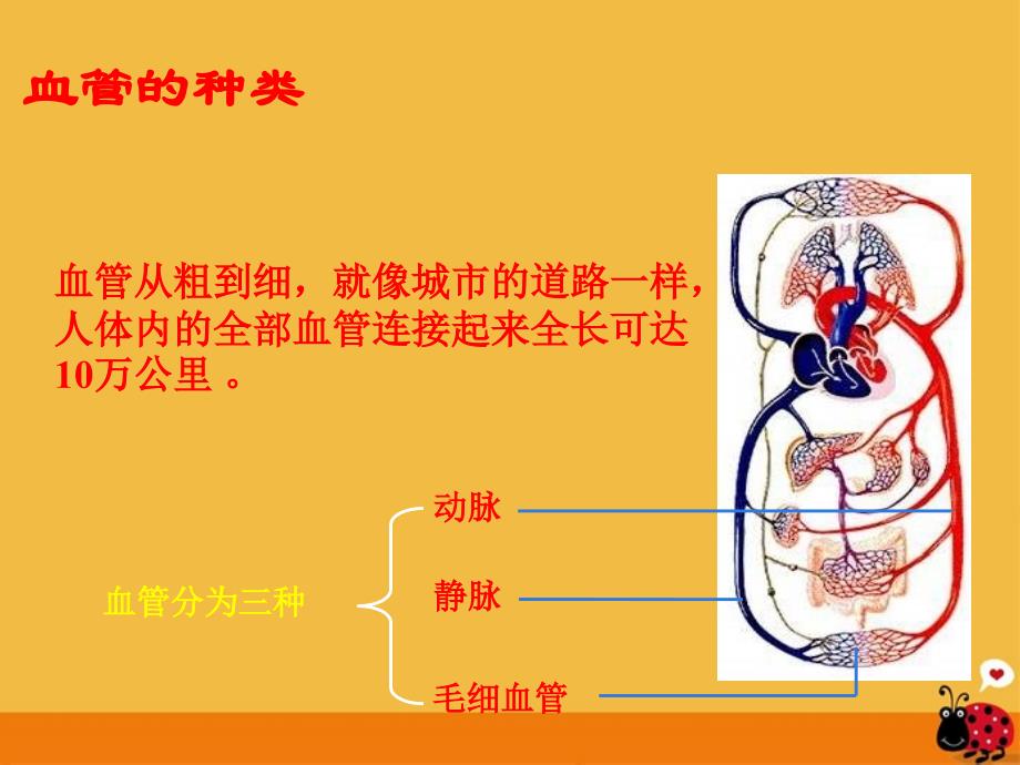 七年级生物下册血液循环课件苏教版_第2页