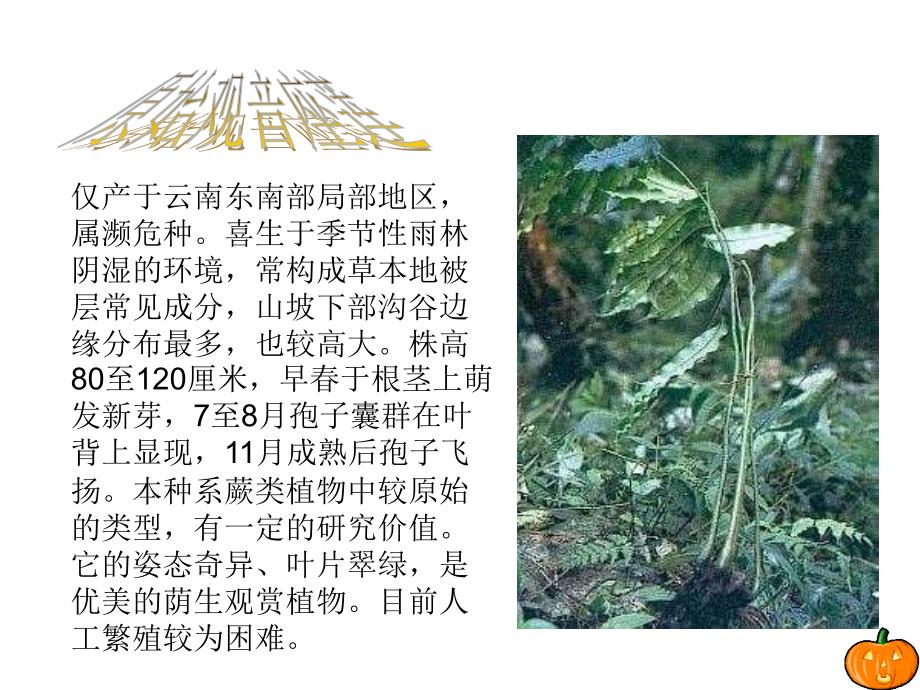 保护珍稀植物分析课件_第4页