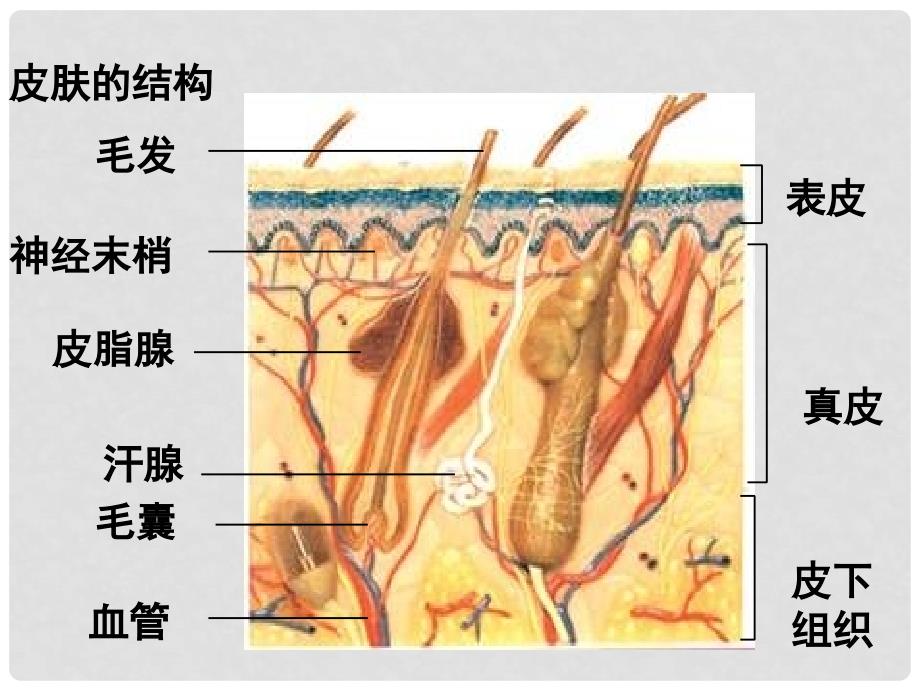 七年级生物下册 11.3《皮肤与汗液分泌》课件1 （新版）北师大版_第2页