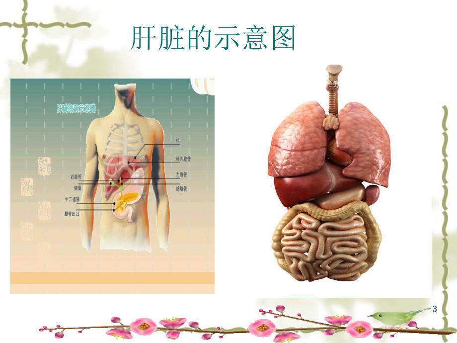 （优质课件）肝癌护理查房_第3页