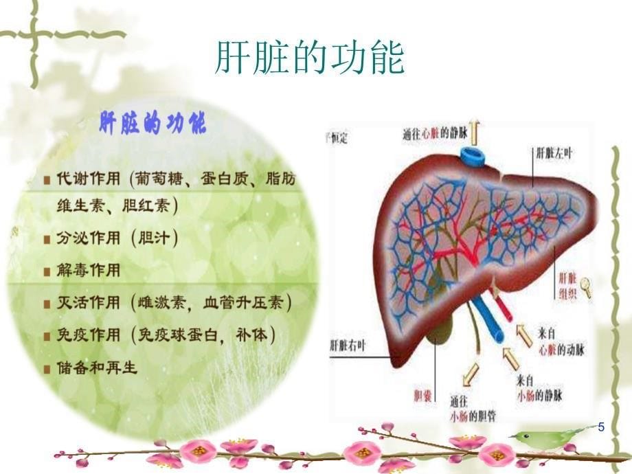 （优质课件）肝癌护理查房_第5页