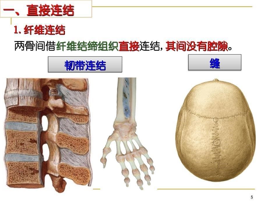 关节学ppt课件_第5页