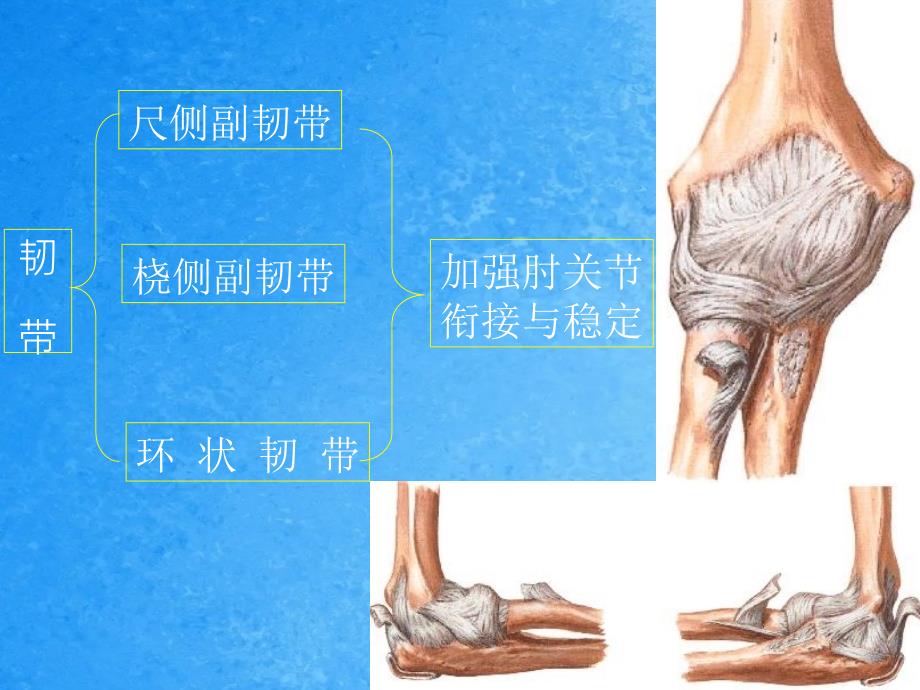 肘关节扭挫伤ppt课件_第4页