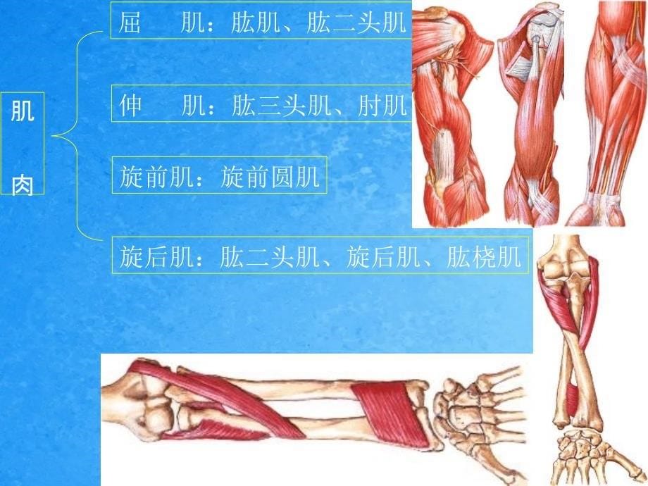 肘关节扭挫伤ppt课件_第5页